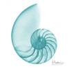 Turquoise Sea Shell Poster Print by Albert Koetsier (12 x 12) - Item # PDXAK8SQ044ASMALL