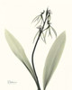 Single Orchid Poster Print by Albert Koetsier - Item # VARPDXAKRC135