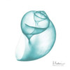 Turquoise Water Snail Poster Print by Albert Koetsier (12 x 12) - Item # PDXAK8SQ044CSMALL