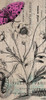 Botanical 9 Poster Print by Elizabeth Jordan - Item # VARPDXTRPL050A