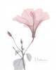 Hibiscus B49 Pink Poster Print by  Albert Koetsier - Item # VARPDXAK7RC502B