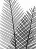 Tropical Fern 1 Poster Print by Albert Koetsier - Item # VARPDXAKRC567A