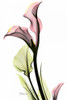 Calla Lily in Pink Poster Print by Albert Koetsier # AKRC012A1