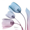 Soft Tulips Rose Serenity Poster Print by Albert Koetsier # AK7SQ019A2