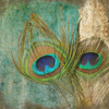 Peacock 2 Poster Print by Taylor Greene - Item # VARPDXTGSQ017B