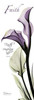 Calla Lily in Purple - Faith Poster Print by Albert Koetsier - Item # VARPDXAKPL082B2