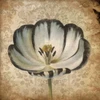 Flower 2 Poster Print by Jace Grey # JGSQ096B