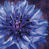 Purple Flower Poster Print by Lauren Gibbons # GLSQ019G2