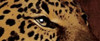 Leopard Eyes Poster Print by Jace Grey - Item # VARPDXJGPL058D