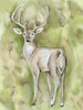 Sterling Deer Poster Print by  Pam Varacek - Item # VARPDXPVRC057B