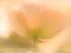 Golden Poppy Poster Print by  Kimberly Allen - Item # VARPDXKARC093A