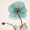 Iceland Poppy Believe Poster Print by Albert Koetsier - Item # VARPDXAKXSQ342B2
