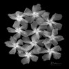 Oleander X-Ray Poster Print by Albert Koetsier - Item # VARPDXAKSQ165A