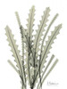 Banksia in Green Poster Print by Albert Koetsier - Item # VARPDXAKRC257