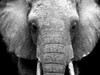 Elephant Lore Poster Print by Cynthia Alvarez - Item # VARPDXCCRC053