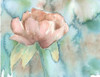 Blush Rose Poster Print by Beverly Dyer - Item # VARPDXBDRC123A