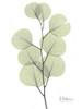 Eucalyptus in Pale Green Poster Print by Albert Koetsier - Item # VARPDXAKRC099