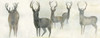 Wild Family Poster Print by Beverly Dyer - Item # VARPDXBD8PL001A