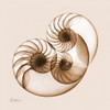 Sepia Nautilus 2 Poster Print by Albert Koetsier - Item # VARPDXAKXSQ386D1