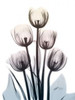 Springing Tulips 2 Poster Print by  Albert Koetsier - Item # VARPDXAK8RC026B