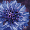 Violet Flower Poster Print by Lauren Gibbons - Item # VARPDXGLSQ019G