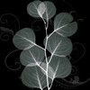 Mint Eucalyptus Poster Print by Albert Koetsier # AK8SQ175B