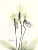 Lovely Orchids 2 Poster Print by Albert Koetsier - Item # VARPDXAKRC133