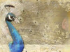 Peacock Royal Poster Print by  Kimberly Allen - Item # VARPDXKARC079A