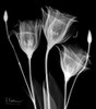 Gentle Gentian Poster Print by Albert Koetsier # AK8RC024A