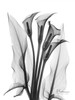 Calla Lily Quad in BandW Poster Print by Albert Koetsier - Item # VARPDXAKRC144