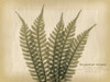 Parchment Fern 2 Poster Print by Albert Koetsier - Item # VARPDXAK8RC050B