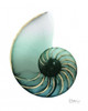 Shimmering Snail 4 Poster Print by Albert Koetsier