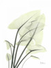 Calla Leaf In Green Poster Print by Albert Koetsier - Item # VARPDXAKRC169
