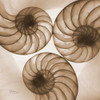 Brown Shell  Triple Poster Print by Albert Koetsier # AKXSQ203B
