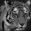 Tiger Black And White Poster Print by Jace Grey # JGSQ112B4