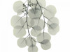 Descending Eucalyptus 4 Poster Print by Albert Koetsier - Item # VARPDXAKRC573D