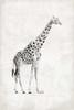 GIRAFFE Poster Print by OnRei OnRei # ONZRC001A