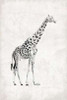 GIRAFFE Poster Print by OnRei OnRei # ONZRC001A