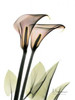 Calla Lily Pair Poster Print by Albert Koetsier - Item # VARPDXAKRC010