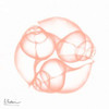 Dry Snail Peach Poster Print by Albert Koetsier # AK8SQ041B