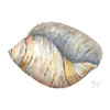 Sea Shell Neutral 1 Poster Print by  Beverly Dyer - Item # VARPDXBD8SQ001A