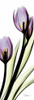 Tulip in Purple Poster Print by Albert Koetsier # AKPL085
