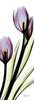 Tulip in Purple Poster Print by Albert Koetsier # AKPL085