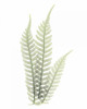 Tree Fern in Green Poster Print by Albert Koetsier - Item # VARPDXAKRC111