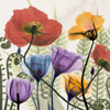 Flowers And Ferns Poster Print by Albert Koetsier - Item # VARPDXAKXSQ405B