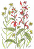 Cardinal Flower Poster Print by Beverly Dyer # BDRC124B