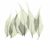 Japanese Fern in Green Poster Print by Albert Koetsier # AKRC110