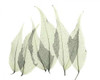 Japanese Fern in Green Poster Print by Albert Koetsier # AKRC110