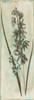 Earthy Floral Mate Poster Print by Jace Grey - Item # VARPDXJGPL236B