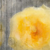 Yellow Bloom Poster Print by Kimberly Allen # KASQ035A